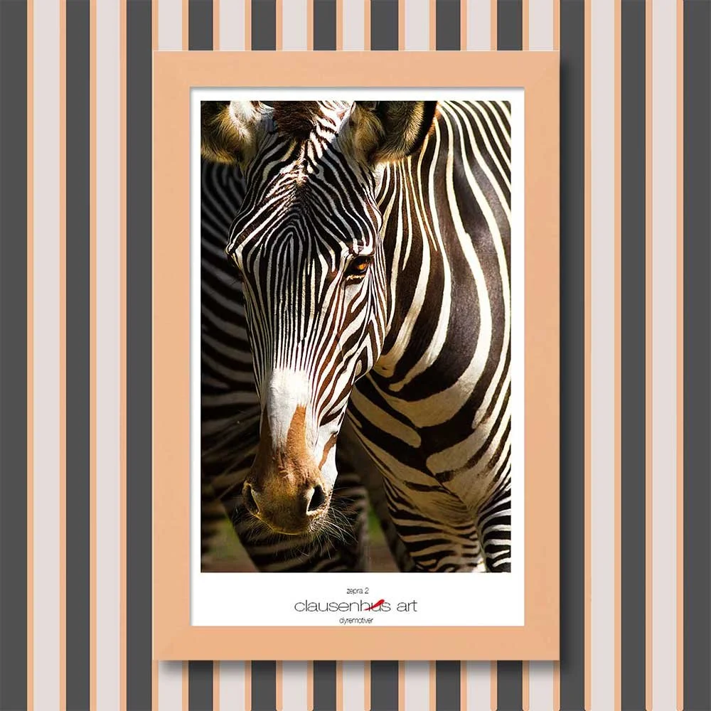 zebra-2.jpg