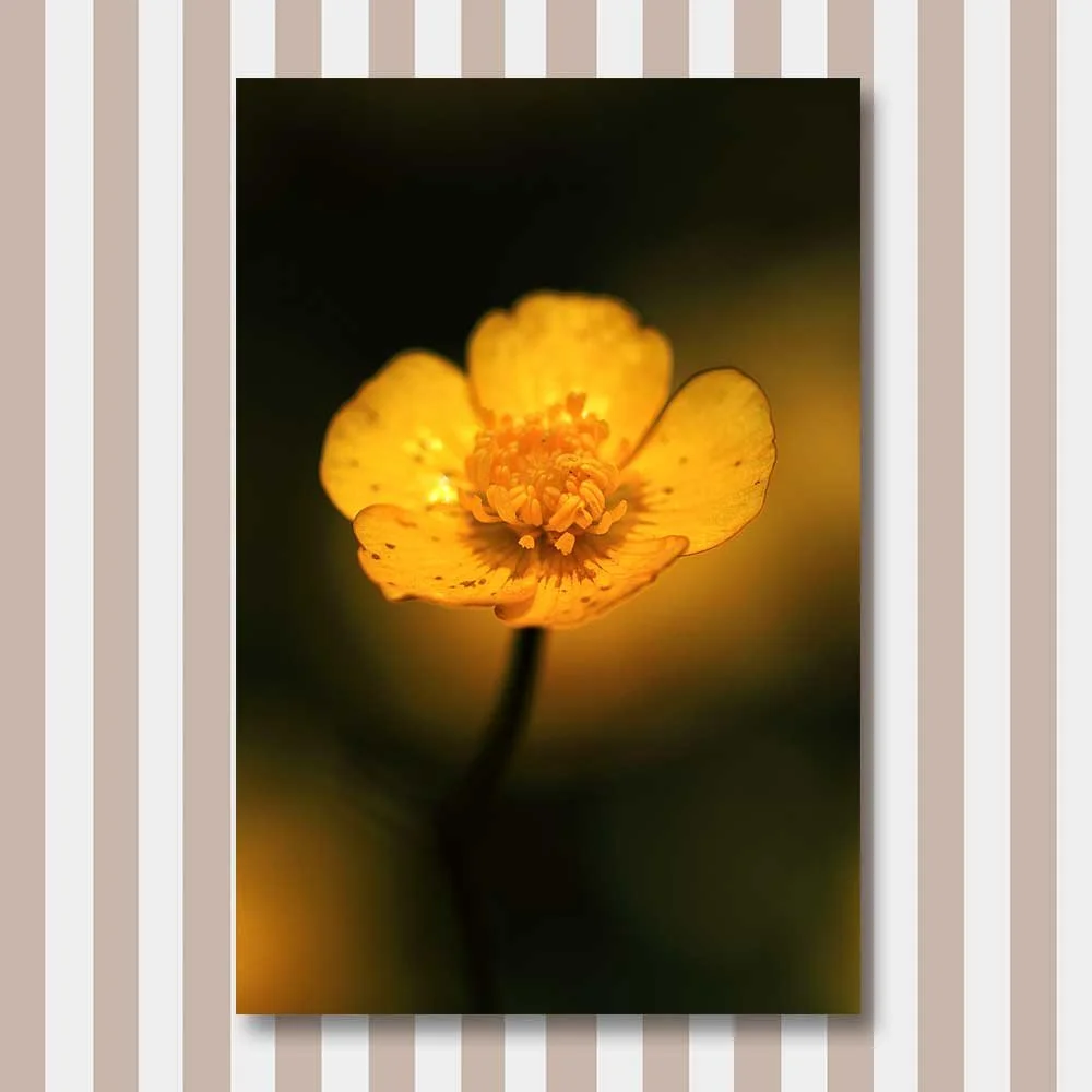 makro af gul blomst.jpg