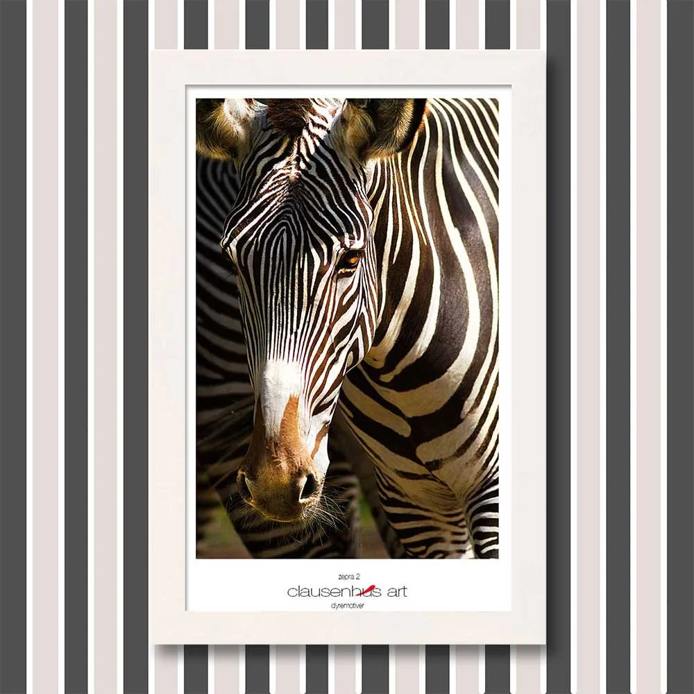 zebra-2.jpg