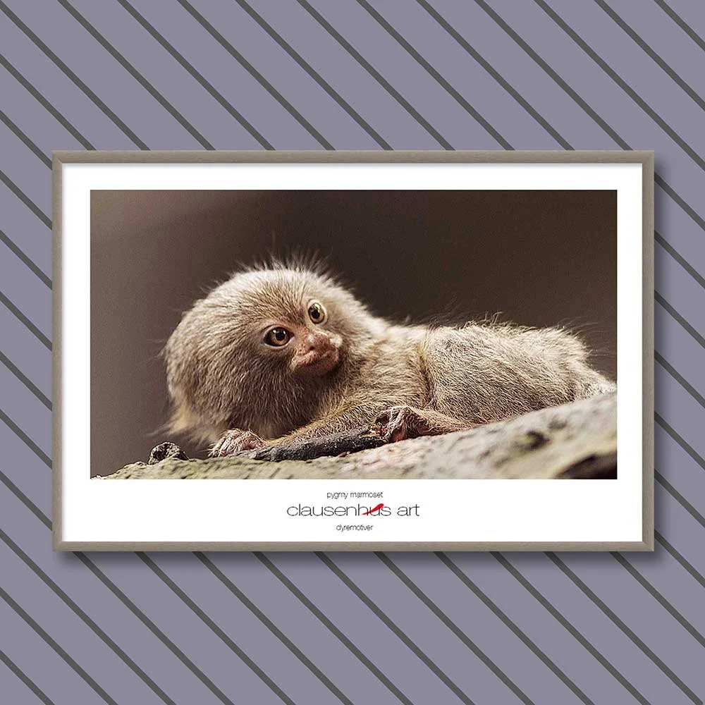 pygmy-marmoset-copy.jpg