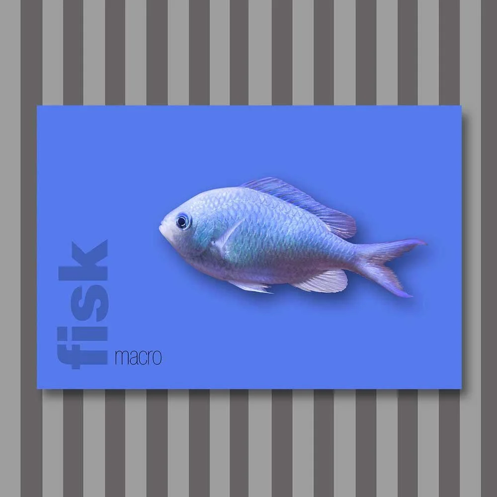 fisk-1.jpg