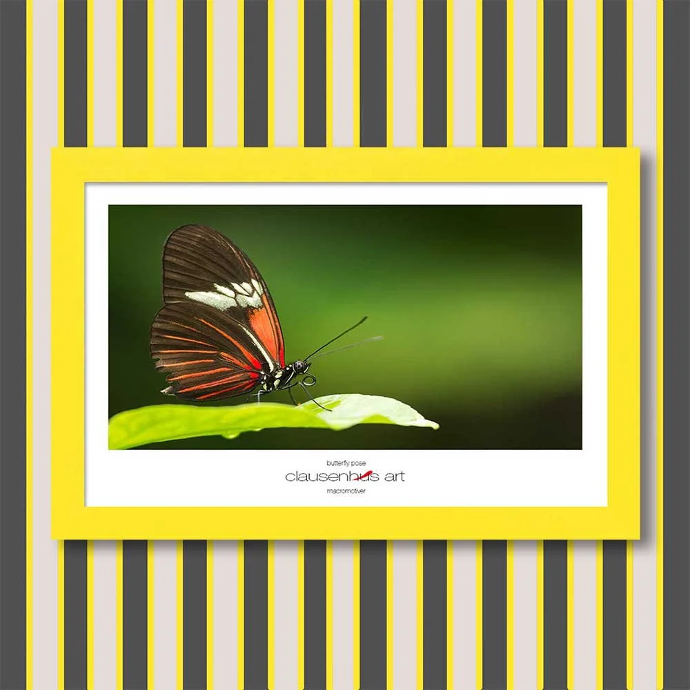 butterfly-pose-copy.jpg