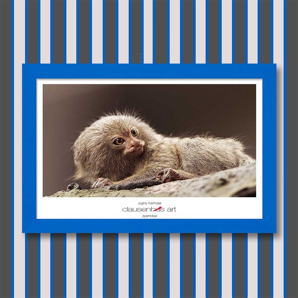 pygmy-marmoset-copy.jpg