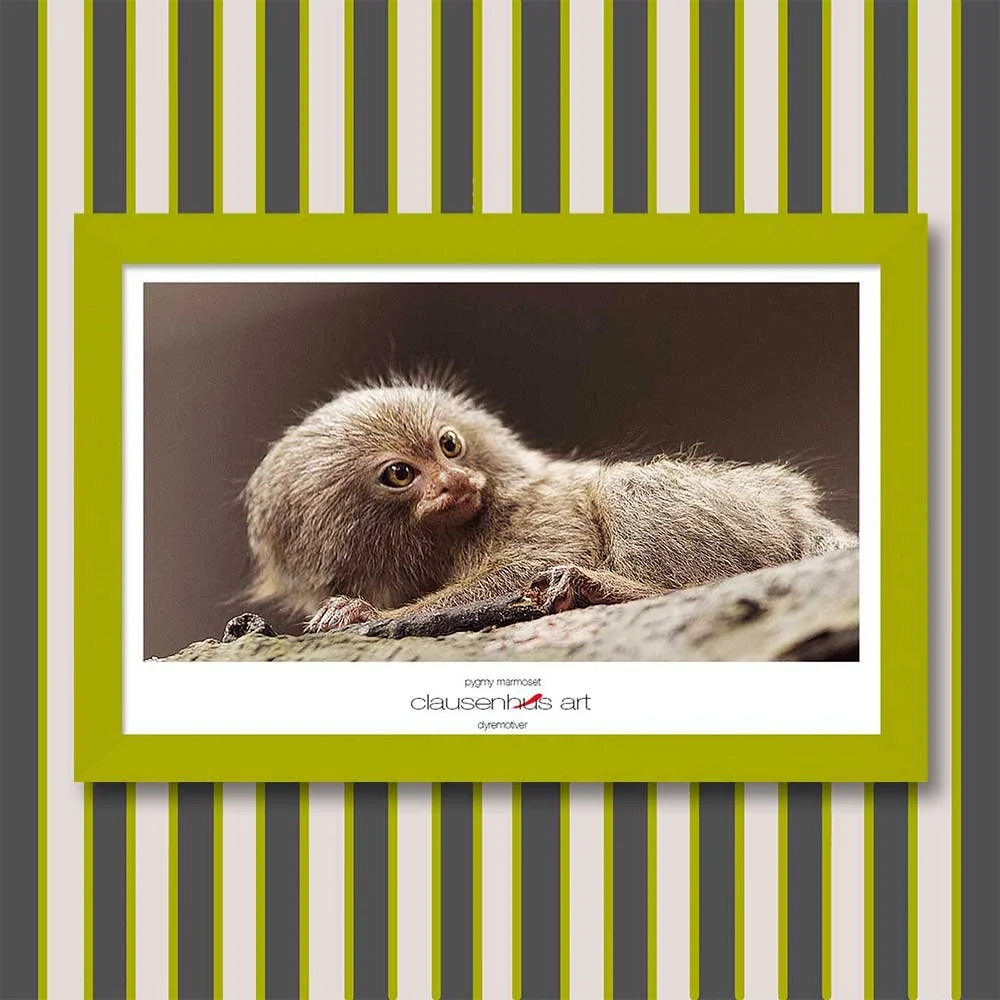 pygmy-marmoset-copy.jpg