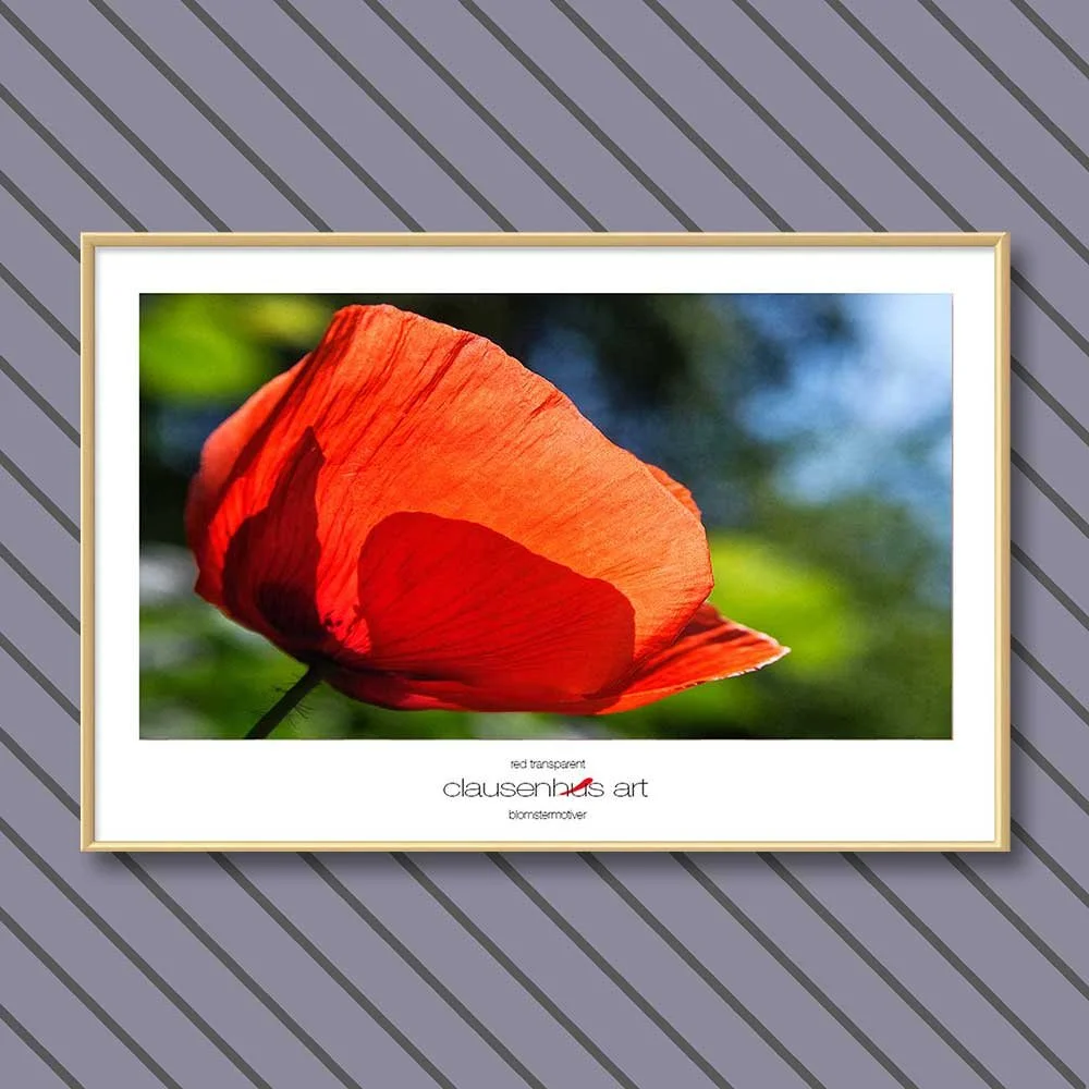 red-transparent-copy.jpg