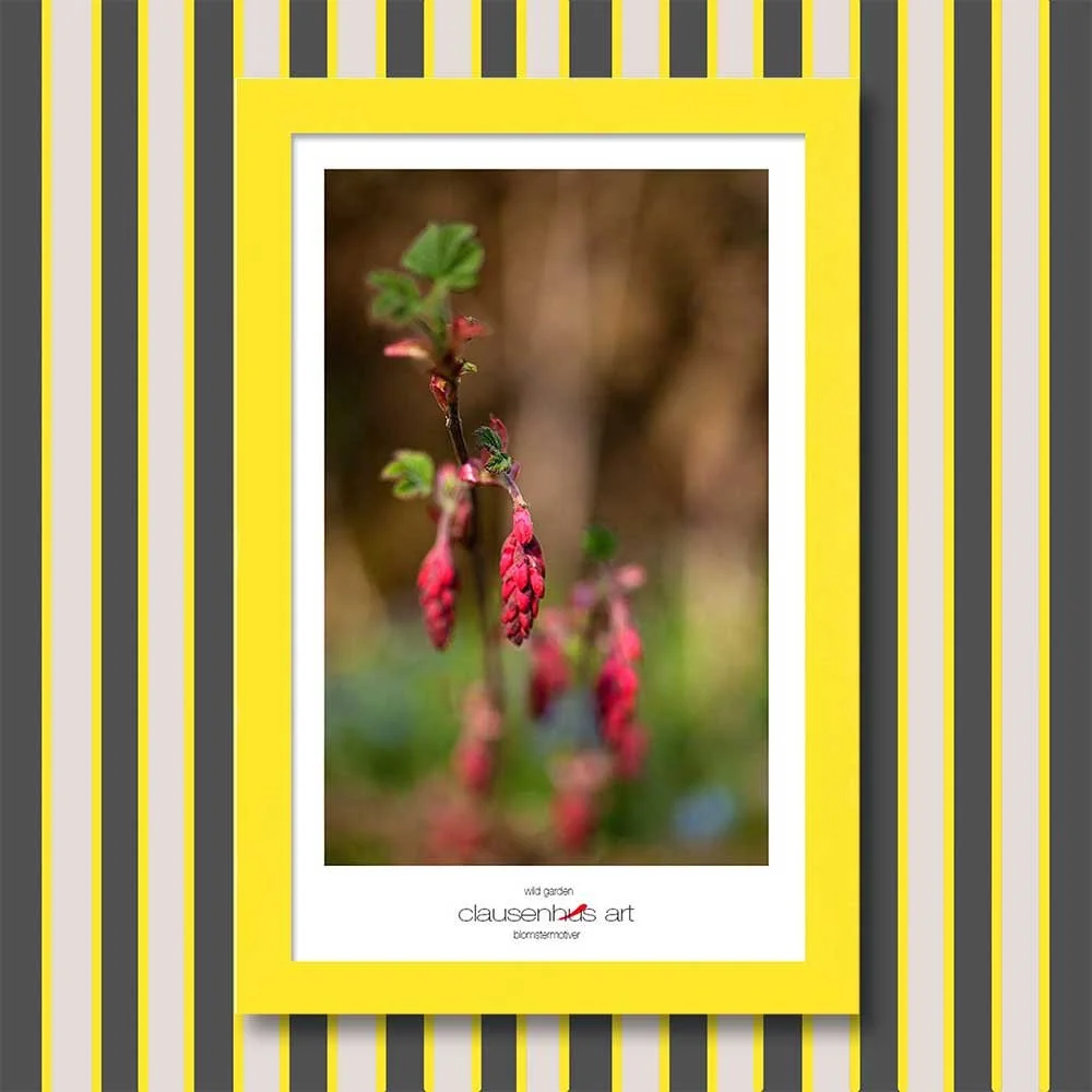 wild-garden-copy.jpg