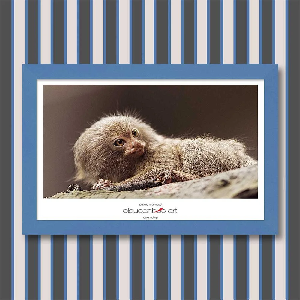 pygmy-marmoset-copy.jpg