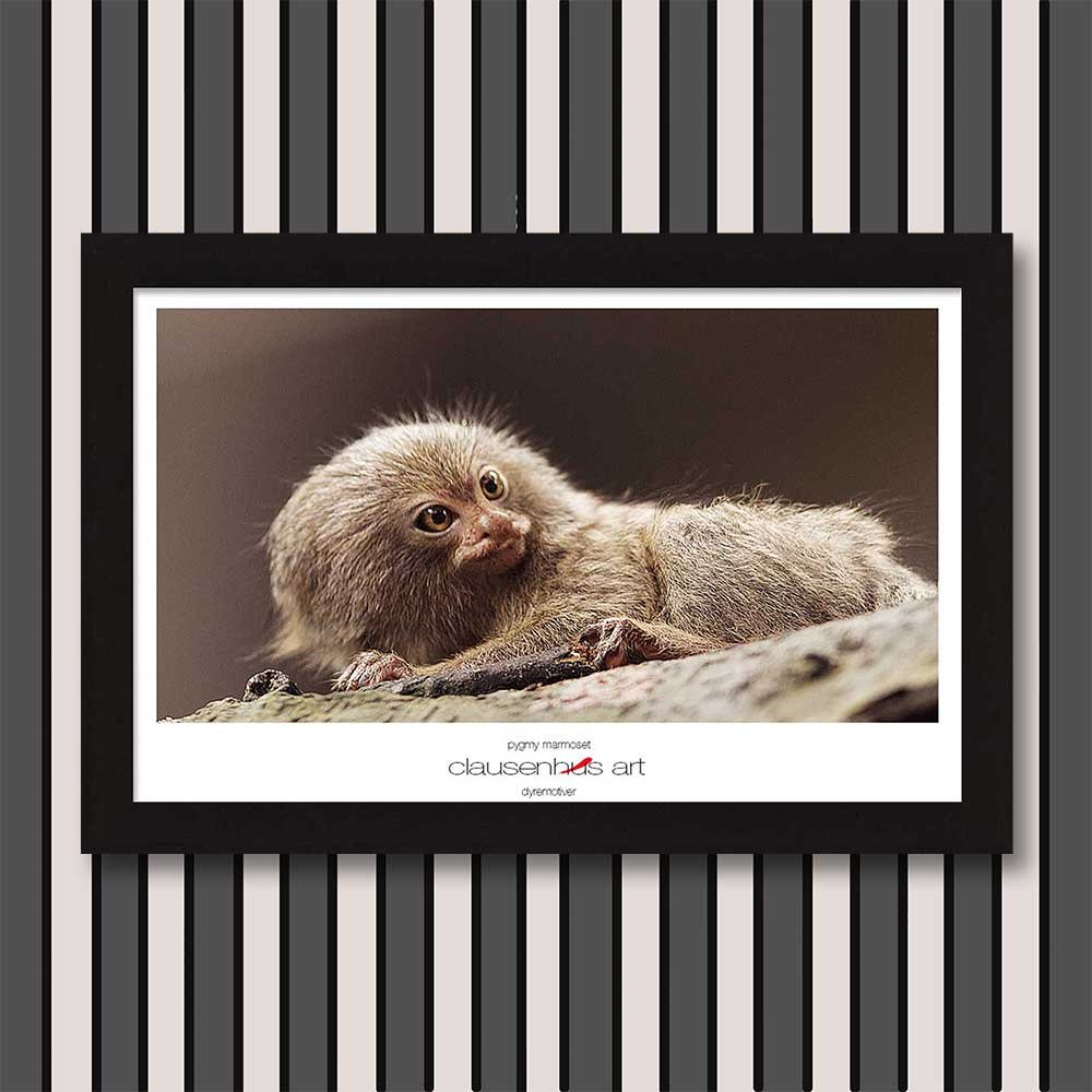 pygmy-marmoset-copy.jpg