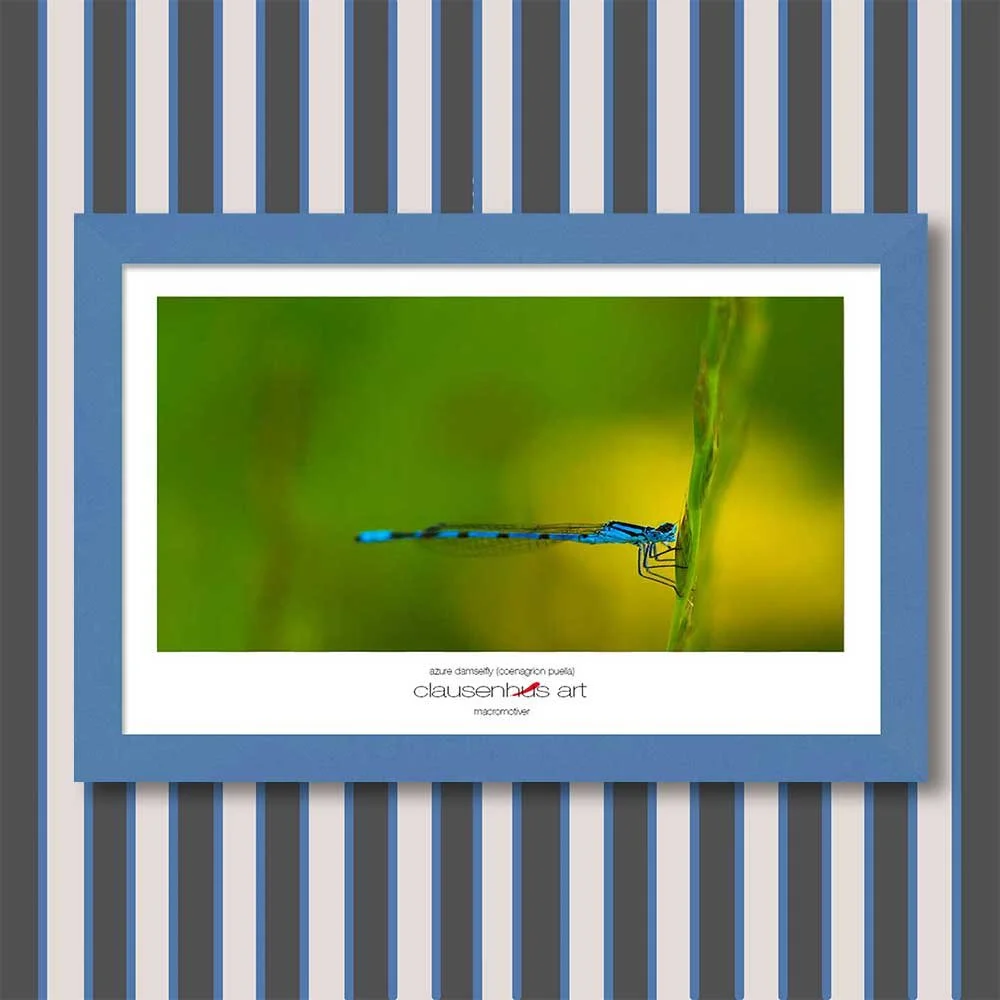azure-damselfly-(coenagrion-puella)-copy.jpg