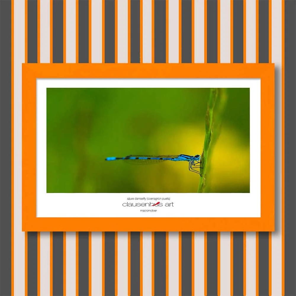 azure-damselfly-(coenagrion-puella)-copy.jpg