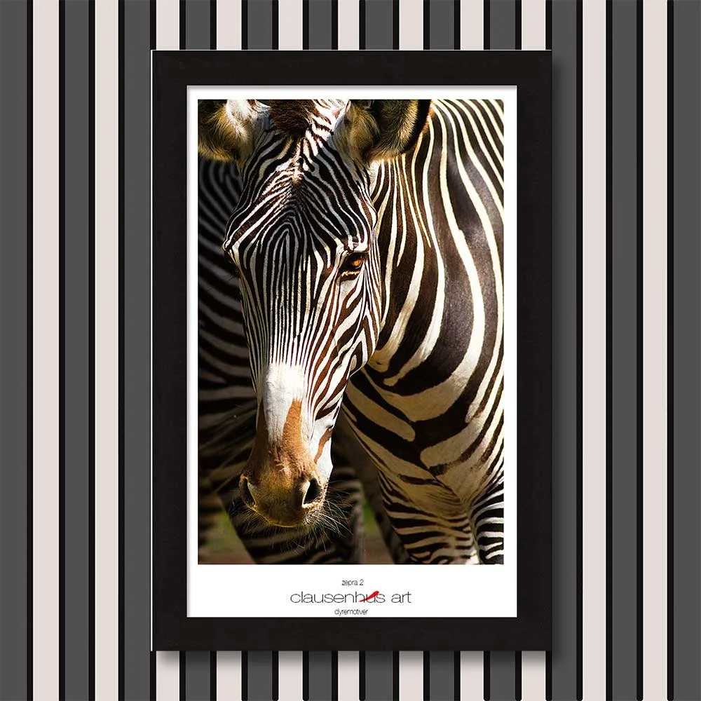 zebra-2.jpg