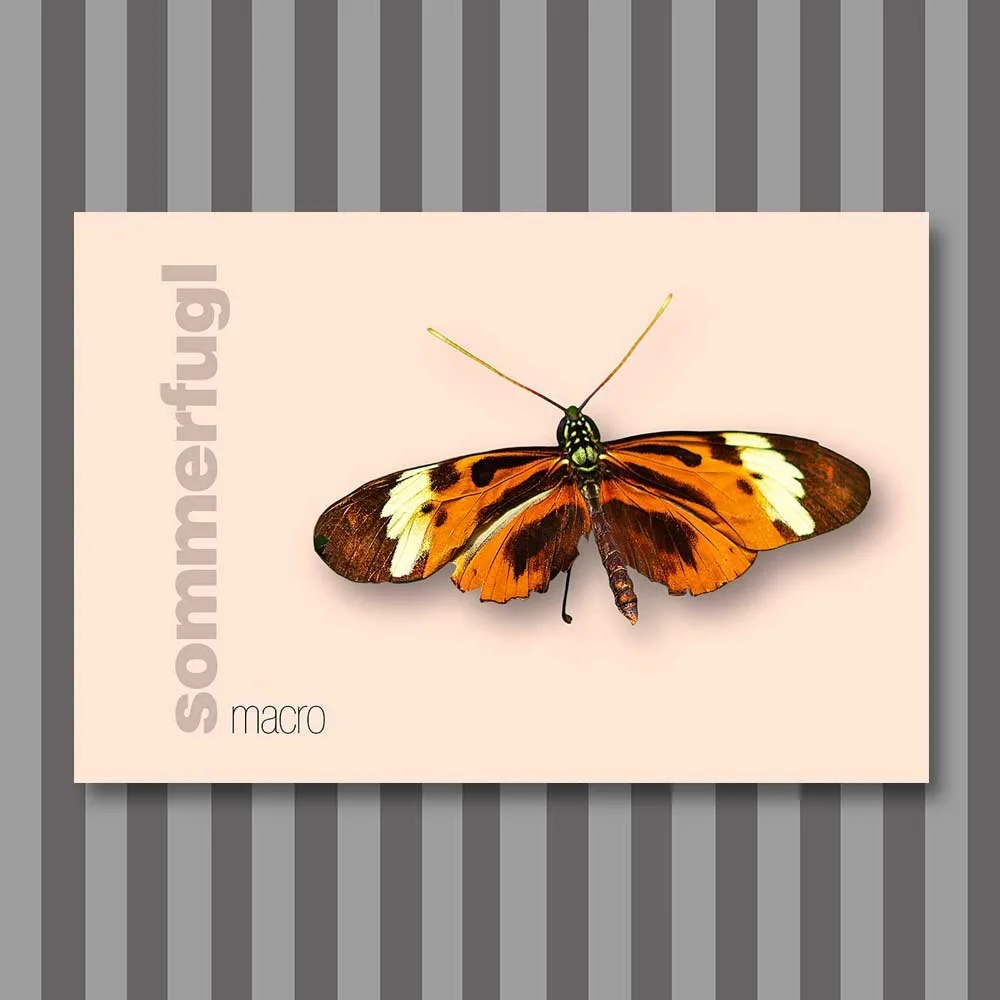 sommerfugl-1.jpg