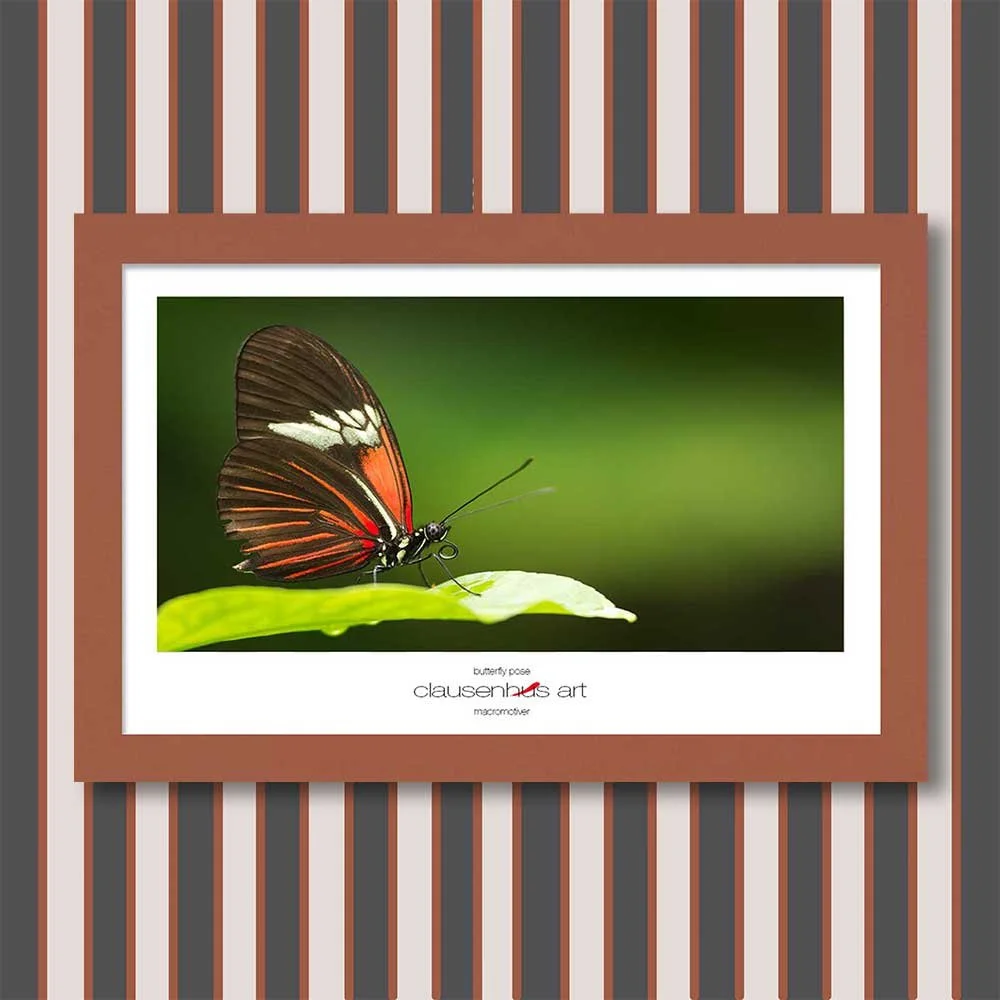 butterfly-pose-copy.jpg