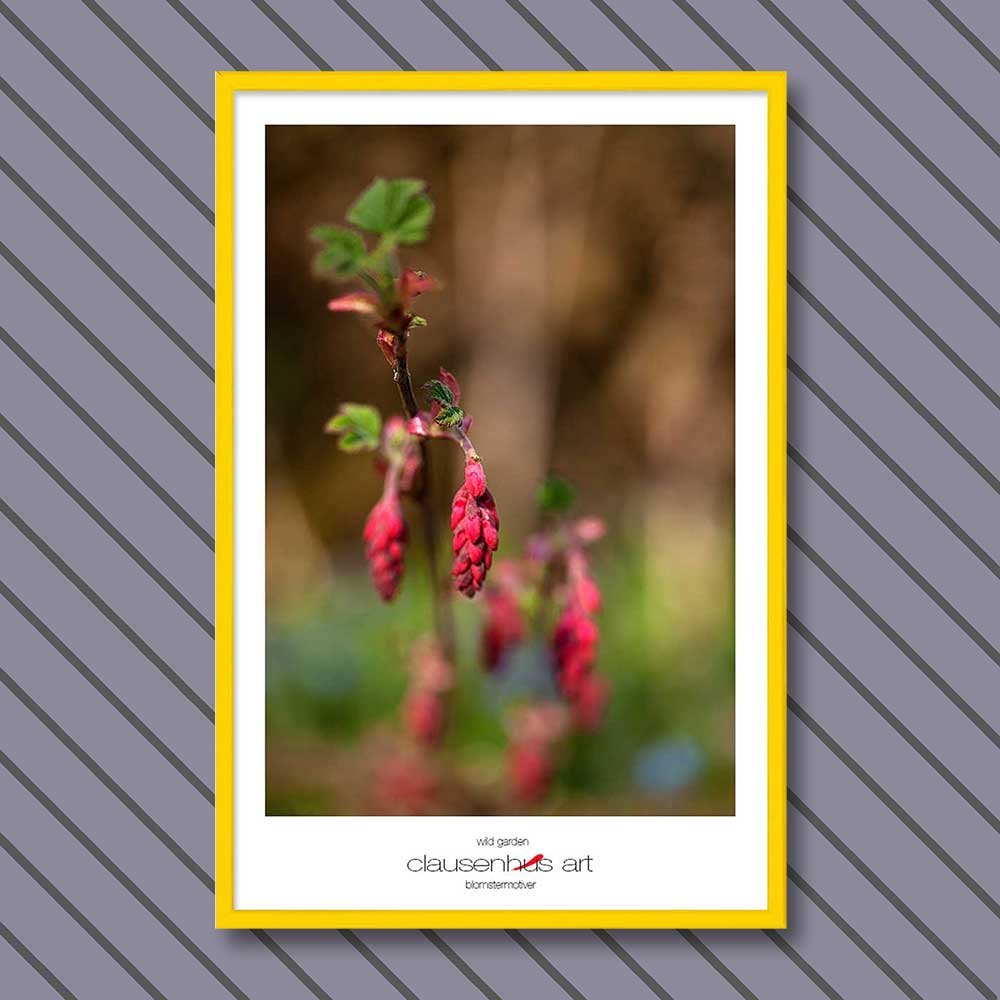 wild-garden-copy.jpg