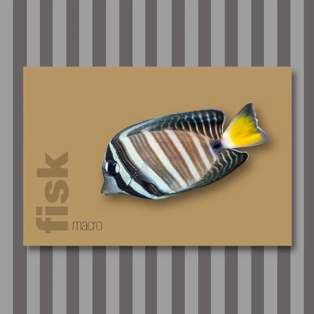 fisk-4.jpg