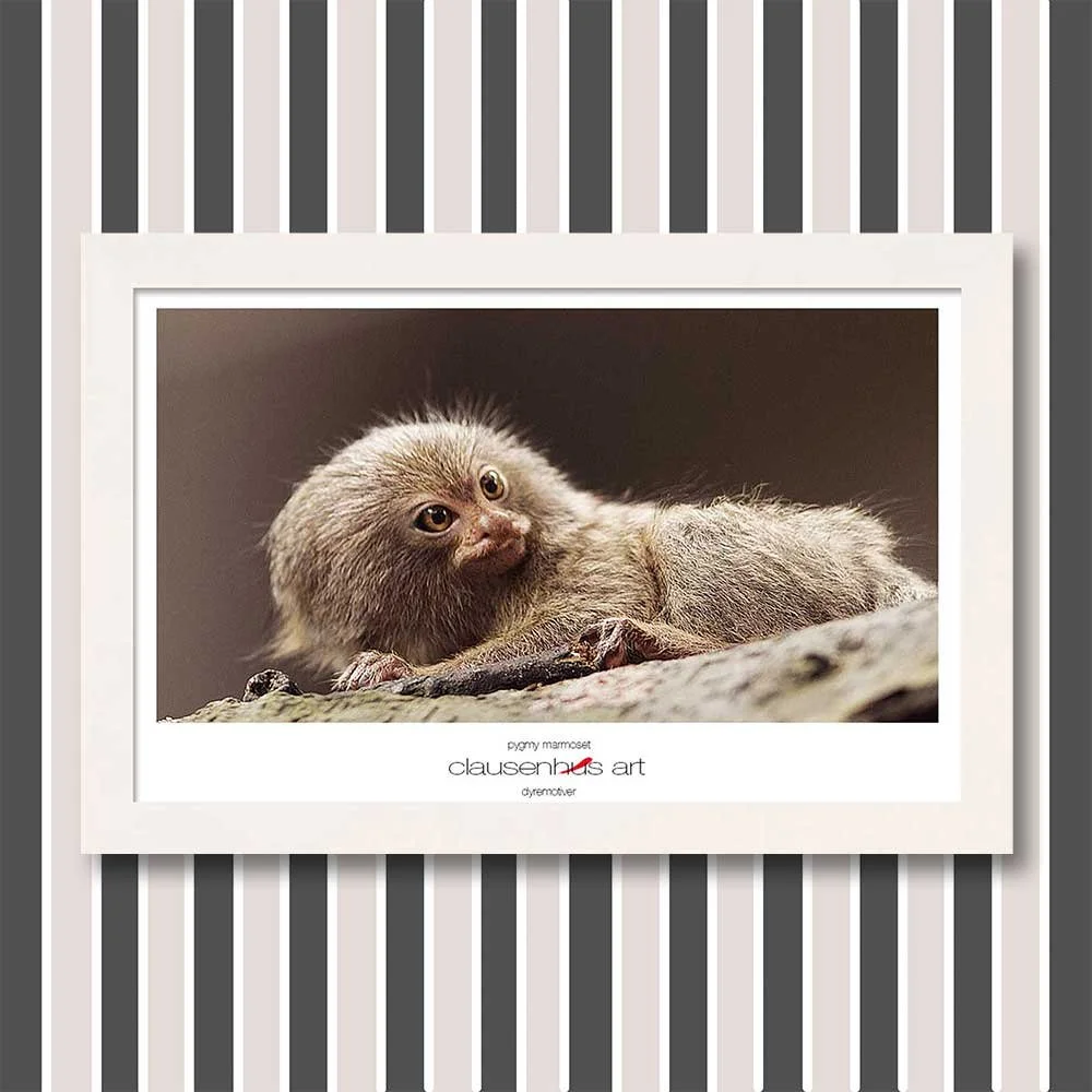 pygmy-marmoset-copy.jpg