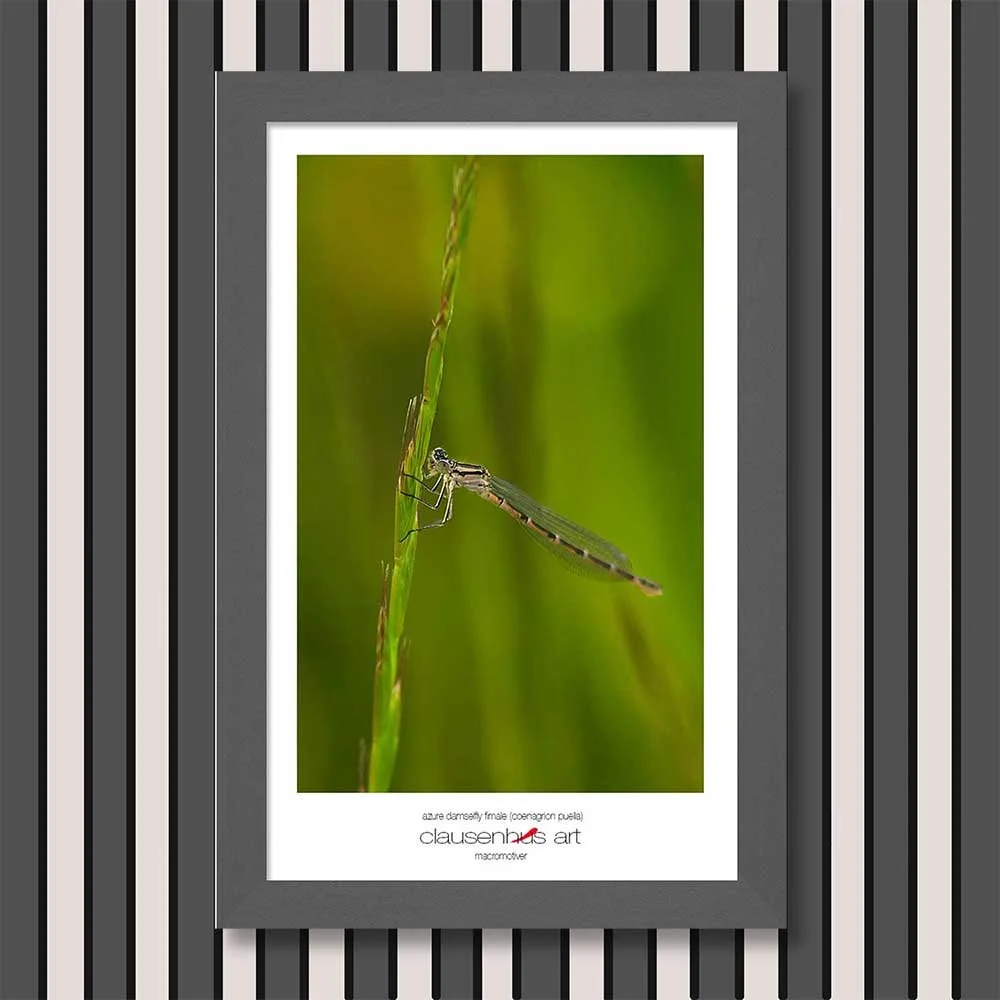 azure-damselfly-fimale-(coenagrion-puella)-copy.jpg