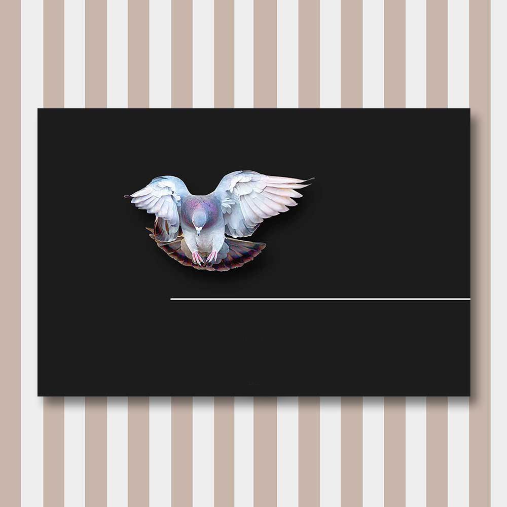 bird 6.jpg