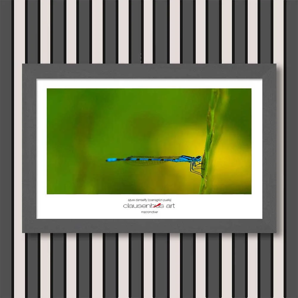 azure-damselfly-(coenagrion-puella)-copy.jpg
