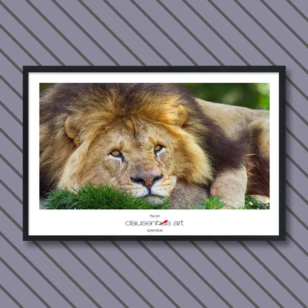 the-lion.jpg