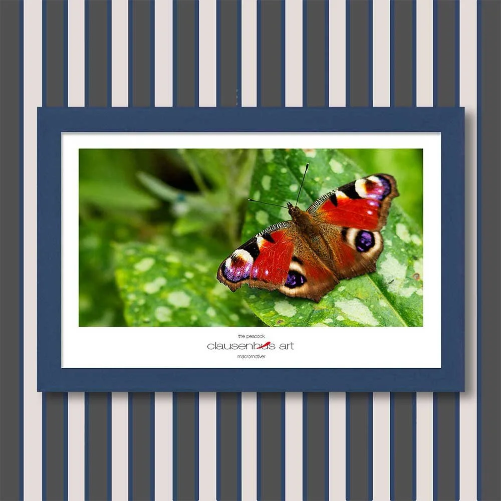 the-peacock-copy.jpg