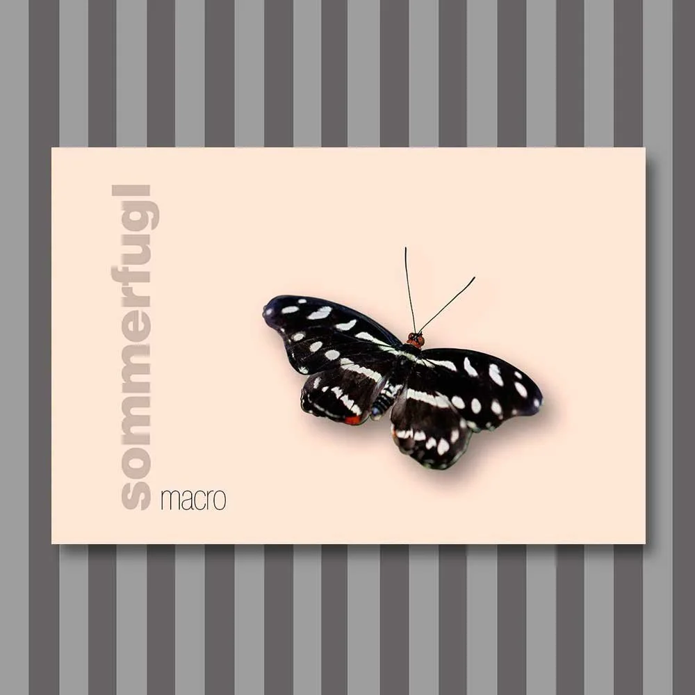 sommerfugl-10.jpg