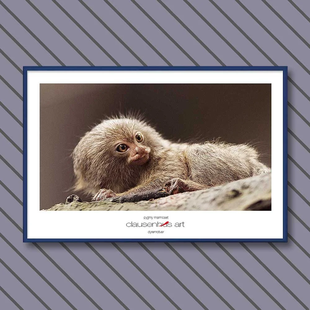 pygmy-marmoset-copy.jpg