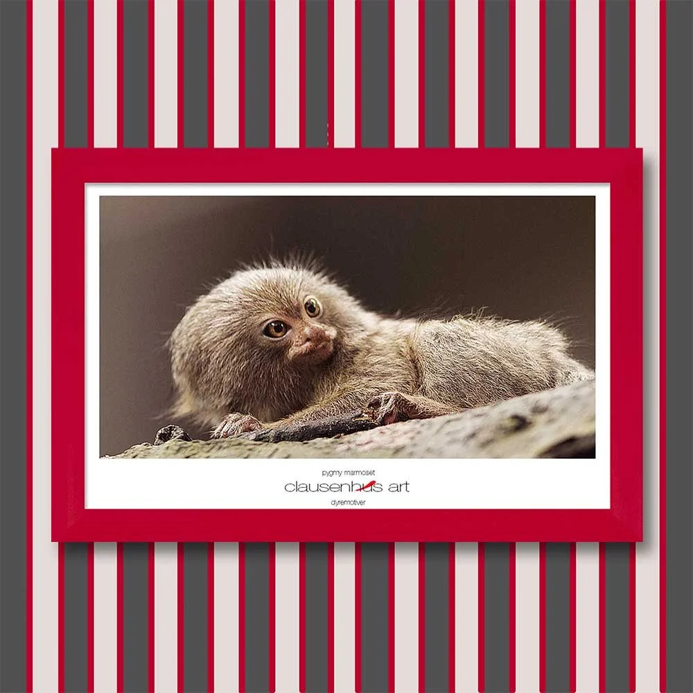 pygmy-marmoset-copy.jpg