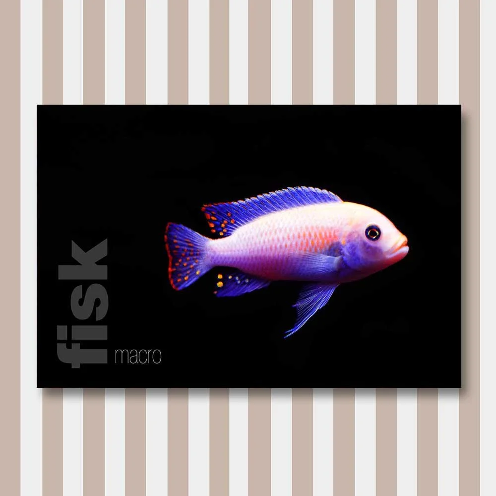 fisk 8.jpg