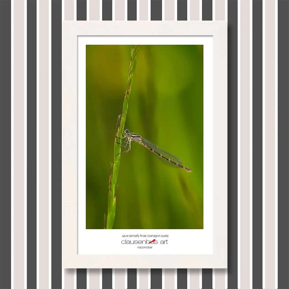 azure-damselfly-fimale-(coenagrion-puella)-copy.jpg