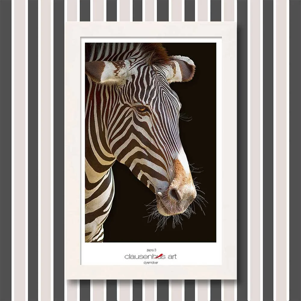 zebra-3-copy.jpg