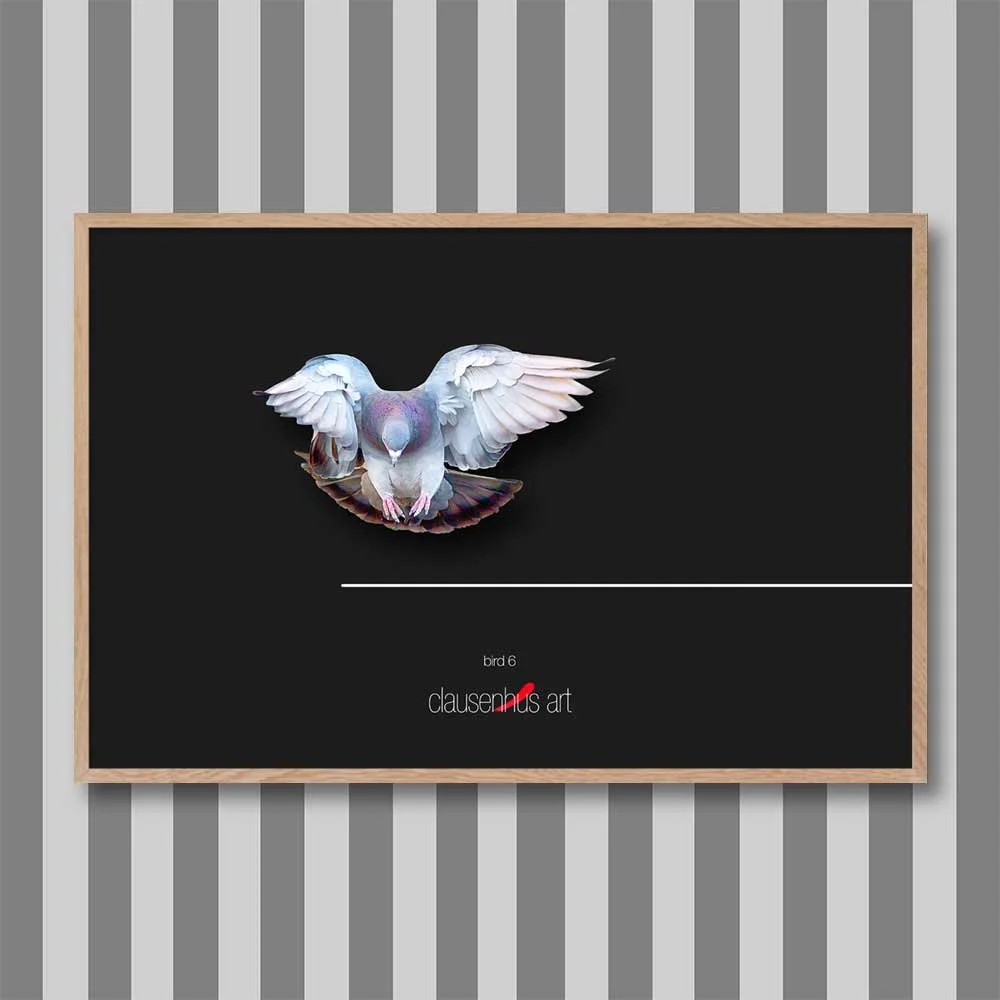 bird-6.jpg