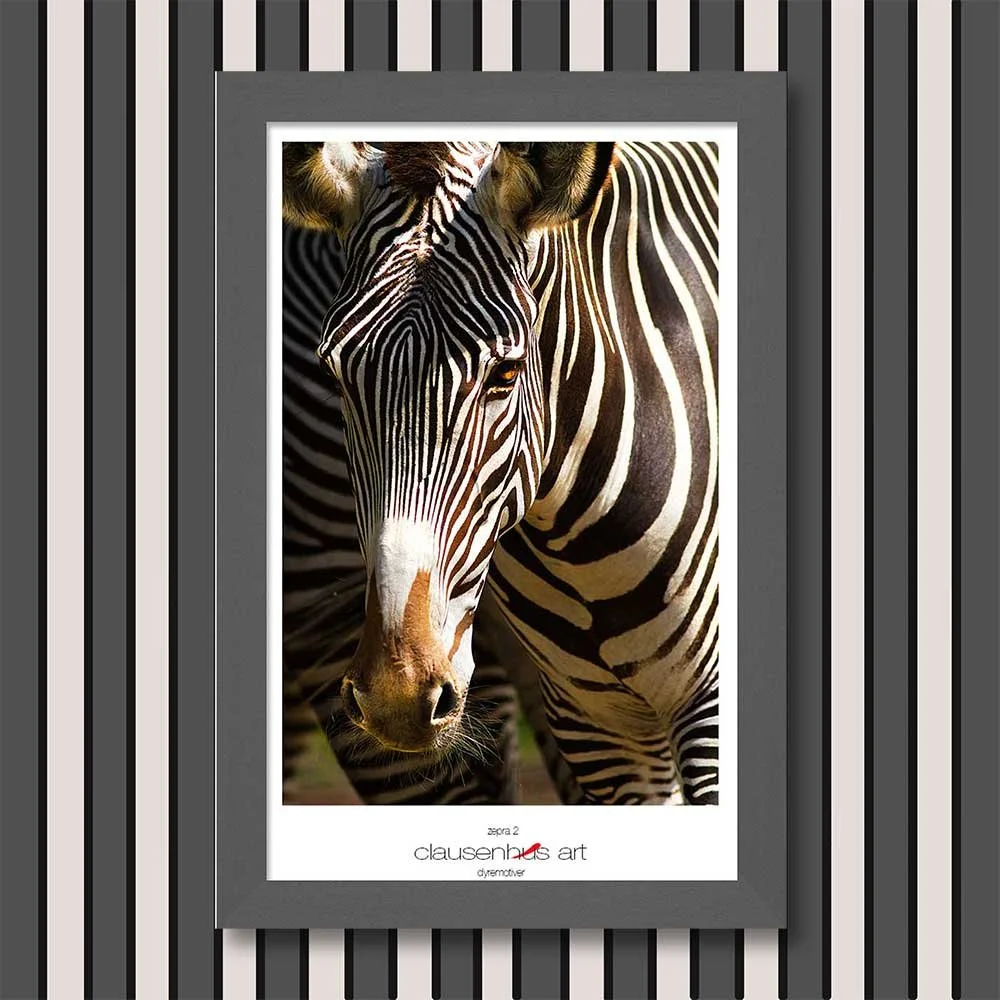 zebra-2.jpg