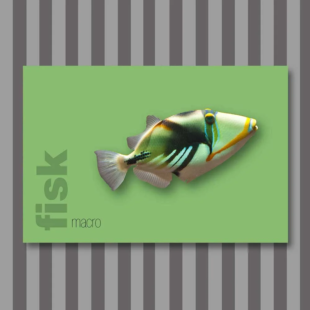 fisk-5.jpg