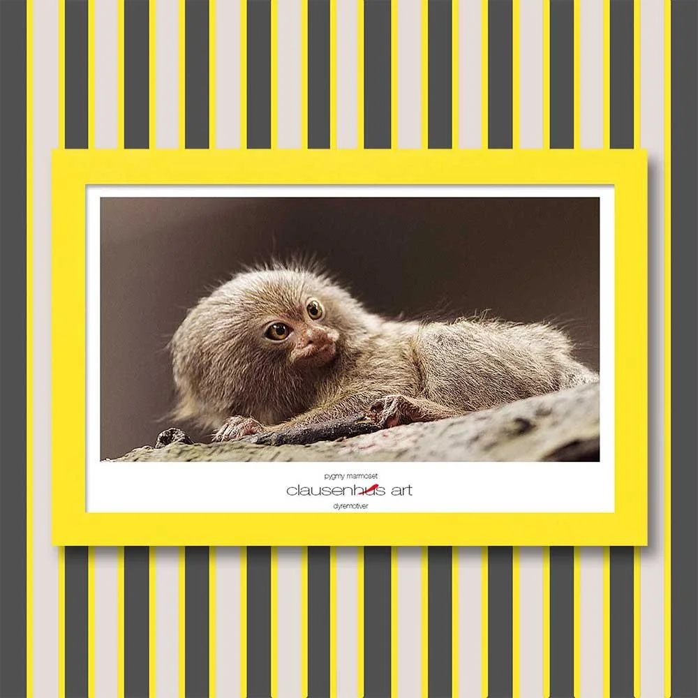 pygmy-marmoset-copy.jpg