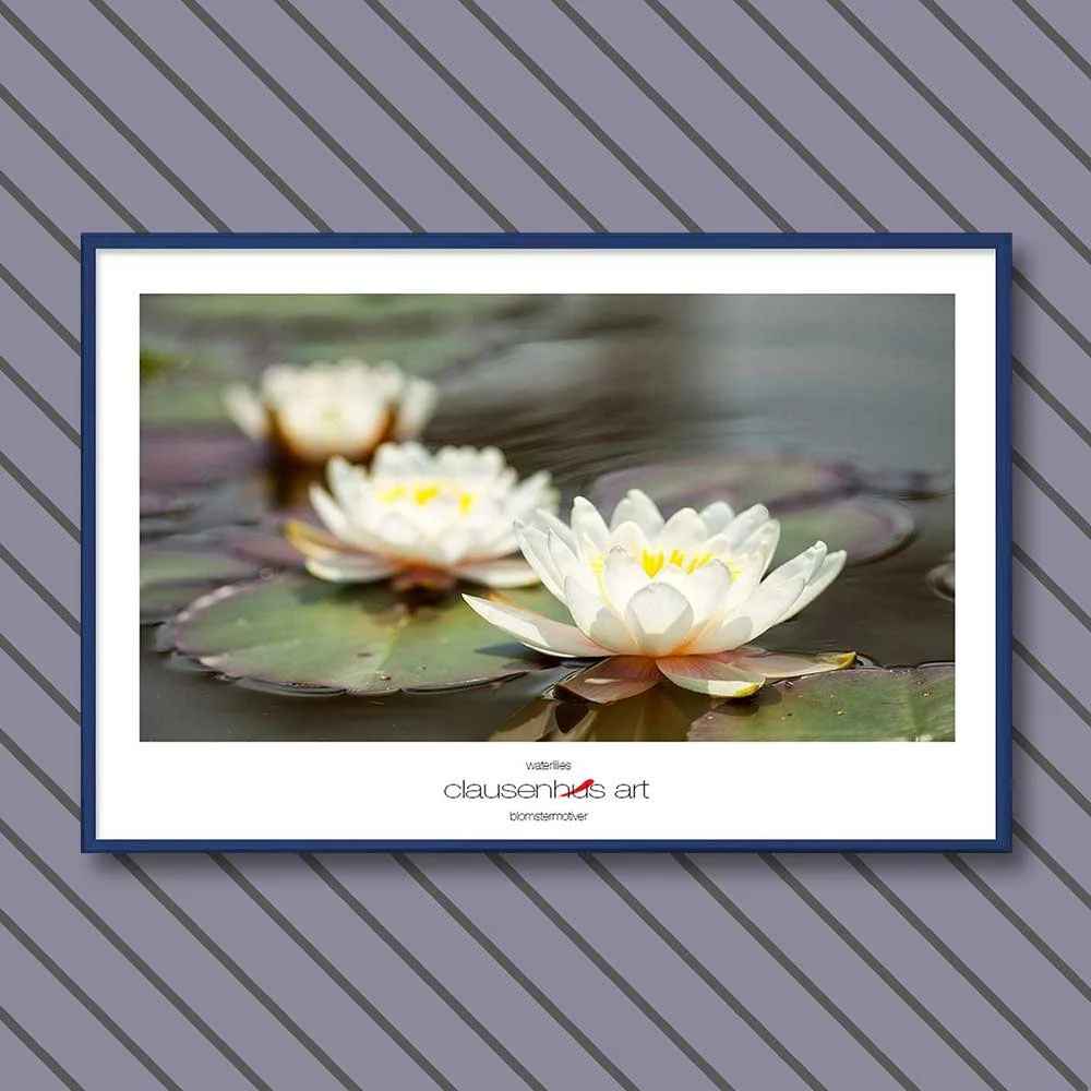 waterlilies-copy.jpg