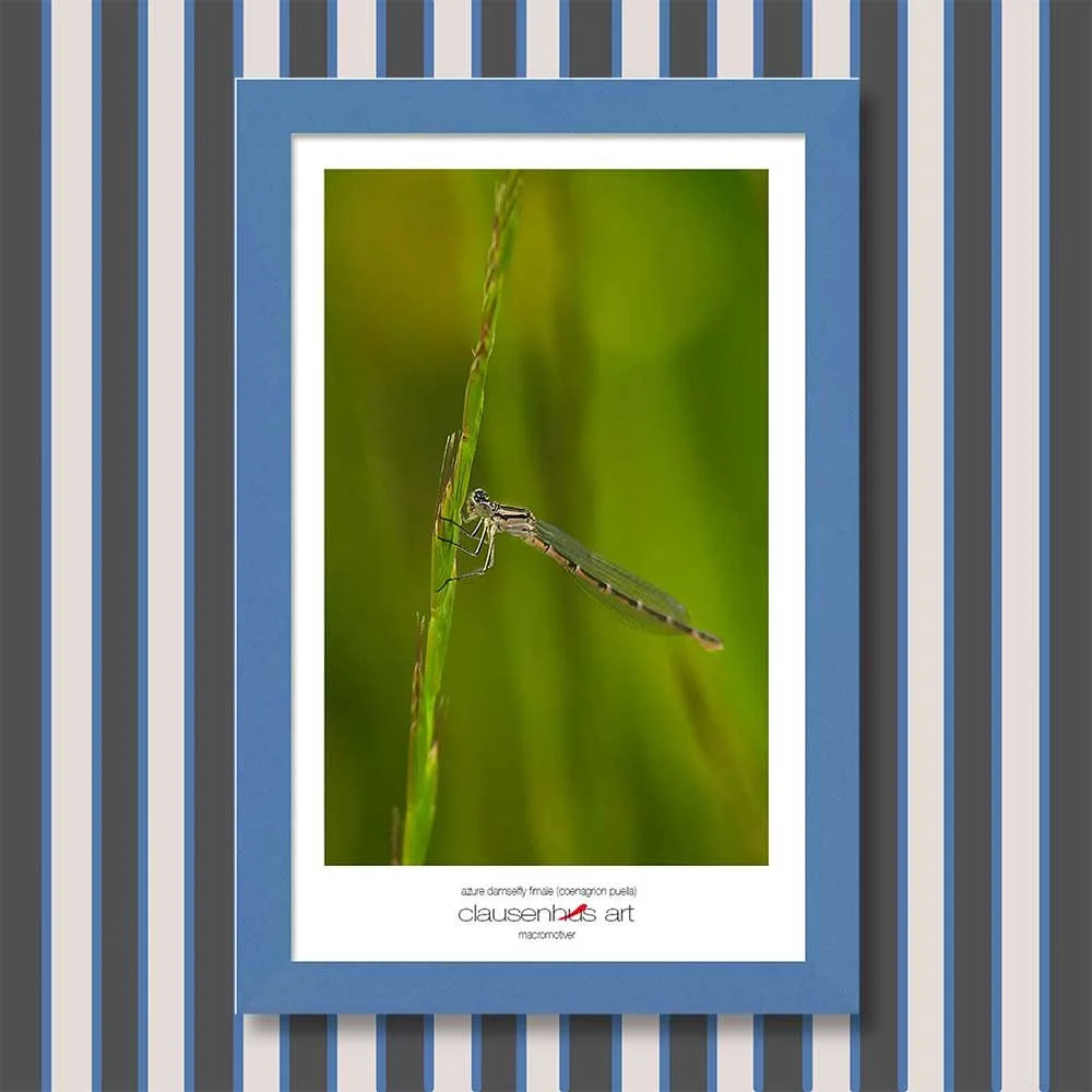 azure-damselfly-fimale-(coenagrion-puella)-copy.jpg