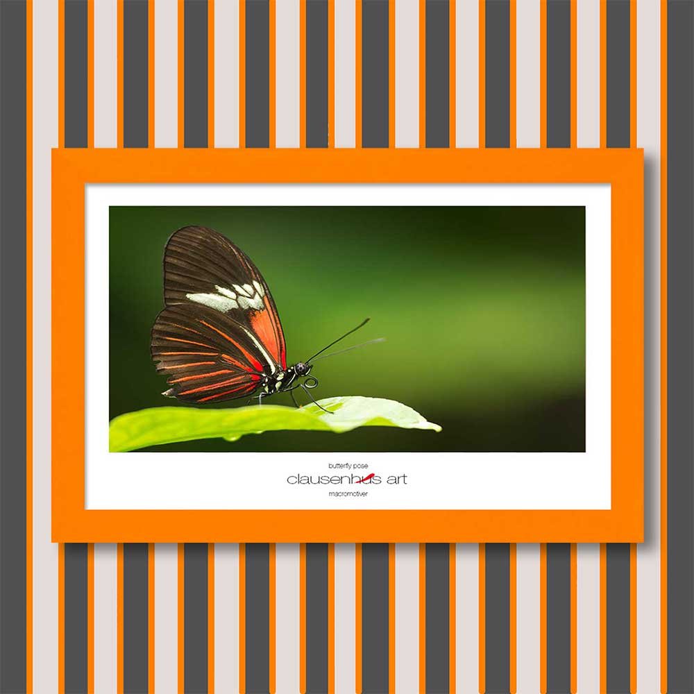 butterfly-pose-copy.jpg