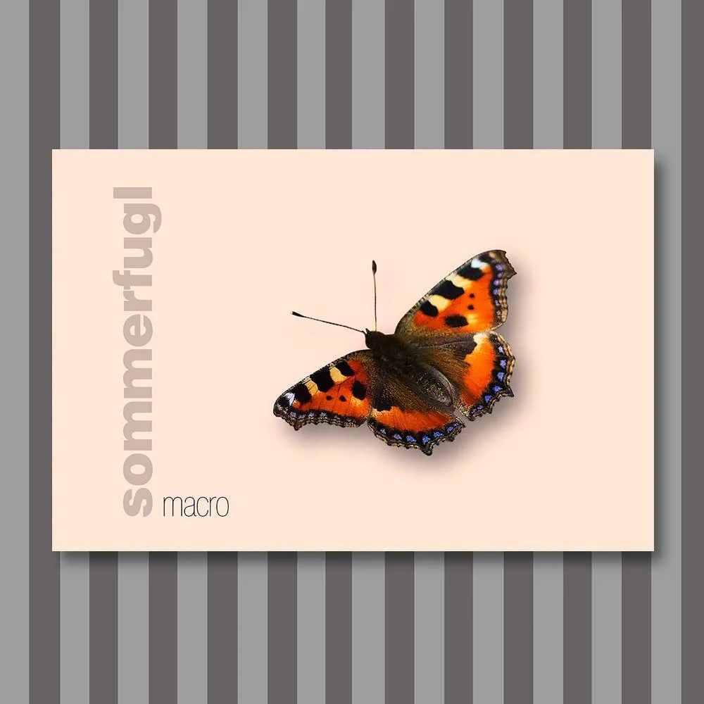 sommerfugl-12.jpg