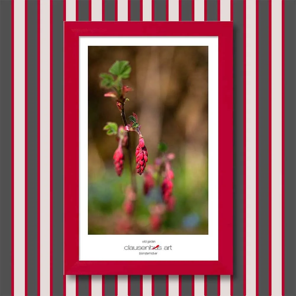 wild-garden-copy.jpg