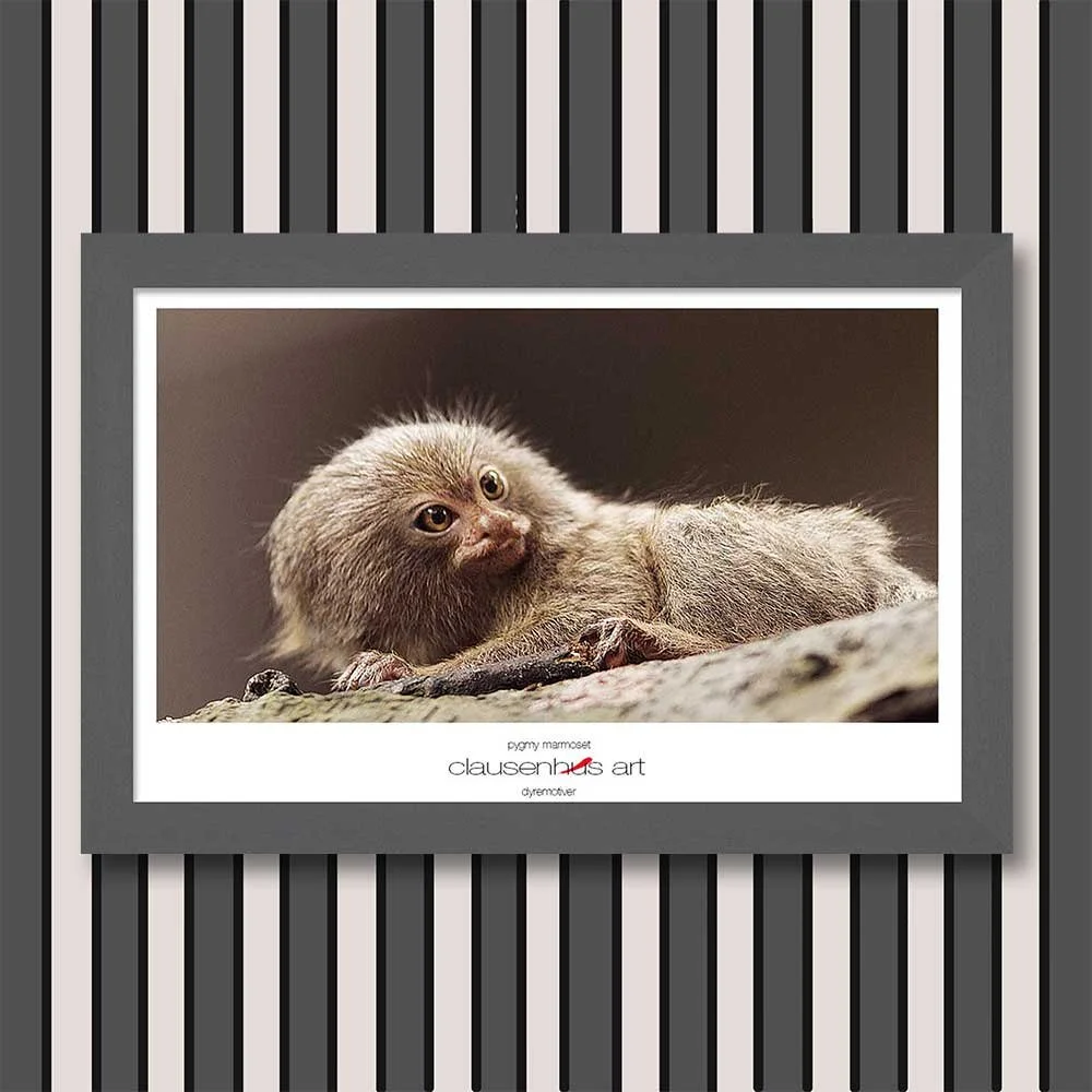 pygmy-marmoset-copy.jpg