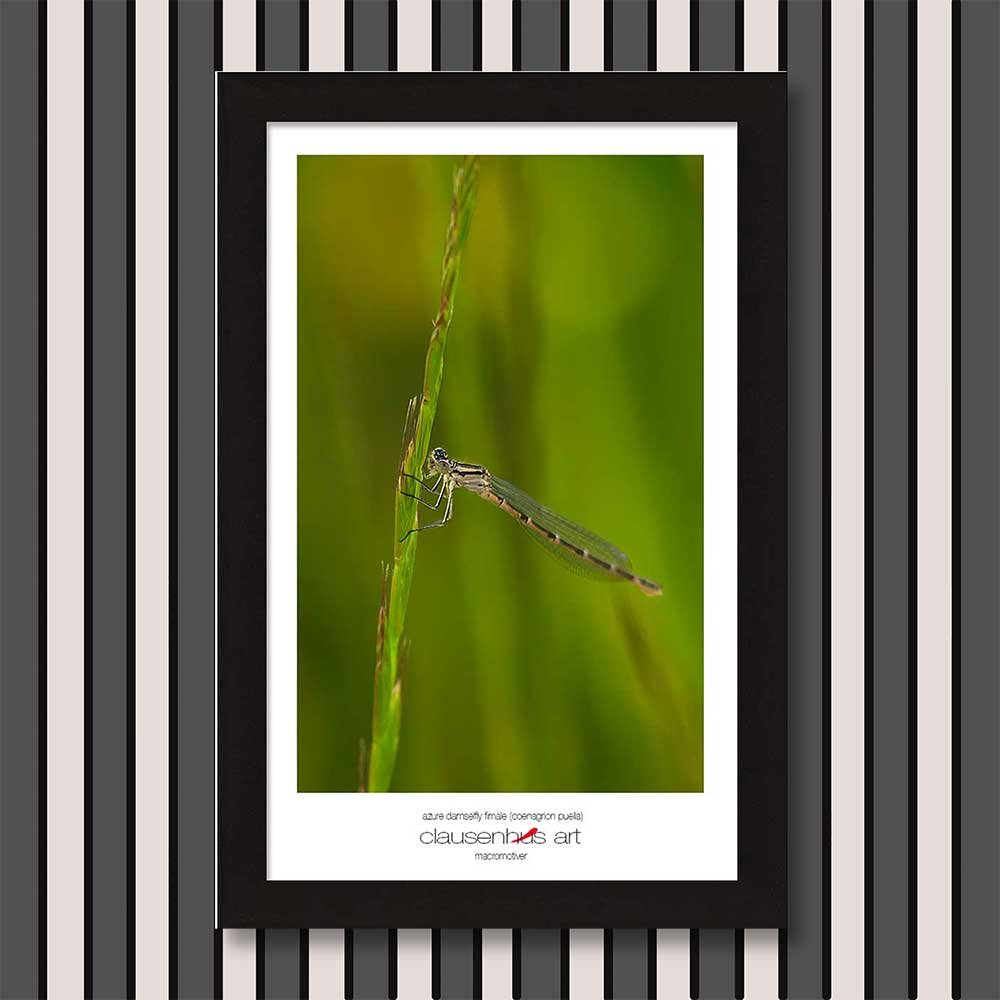 azure-damselfly-fimale-(coenagrion-puella)-copy.jpg