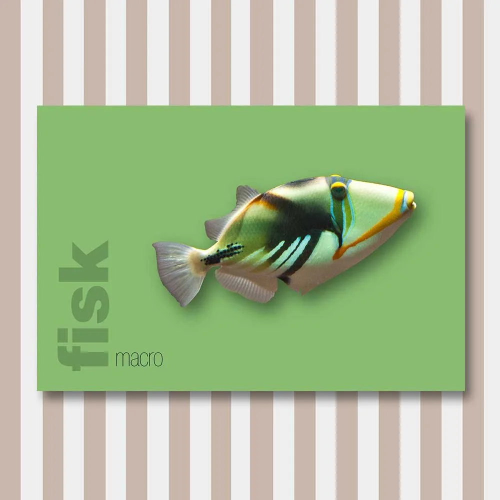 fisk 5.jpg