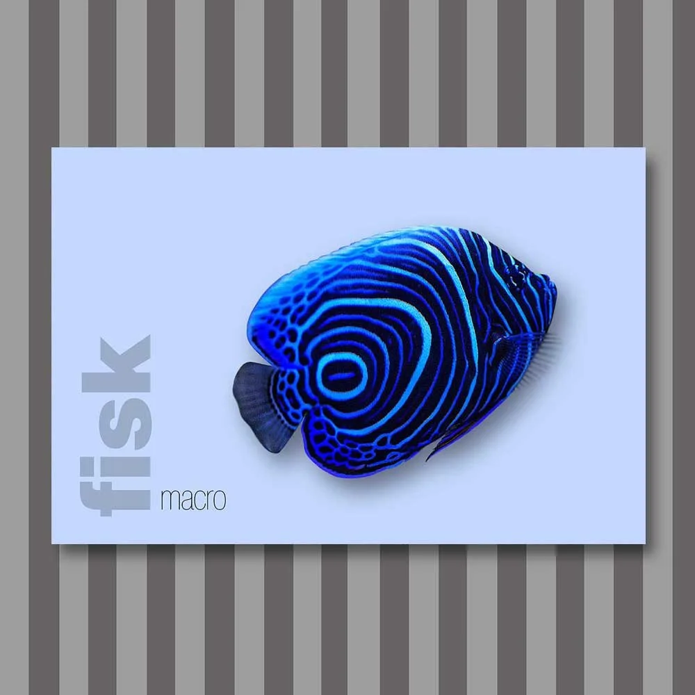 fisk-12.jpg
