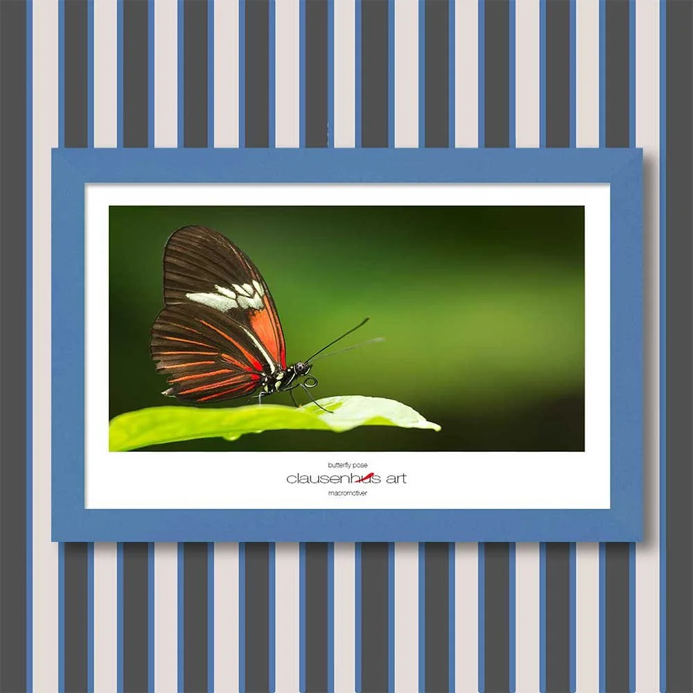 butterfly-pose-copy.jpg