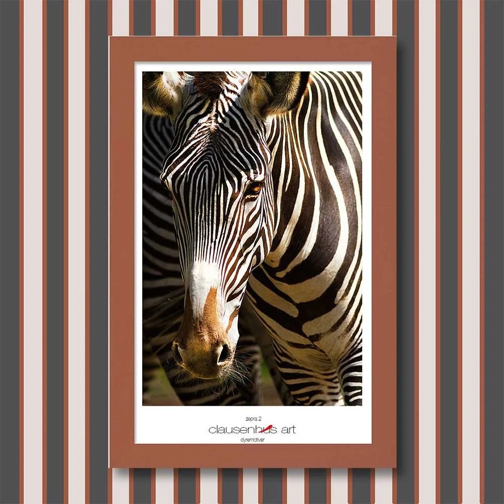 zebra-2.jpg