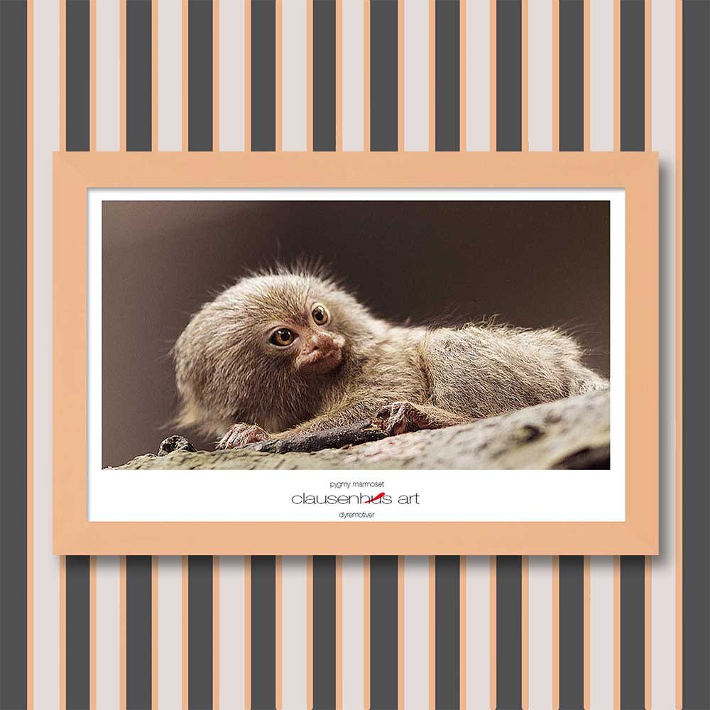 pygmy-marmoset-copy.jpg