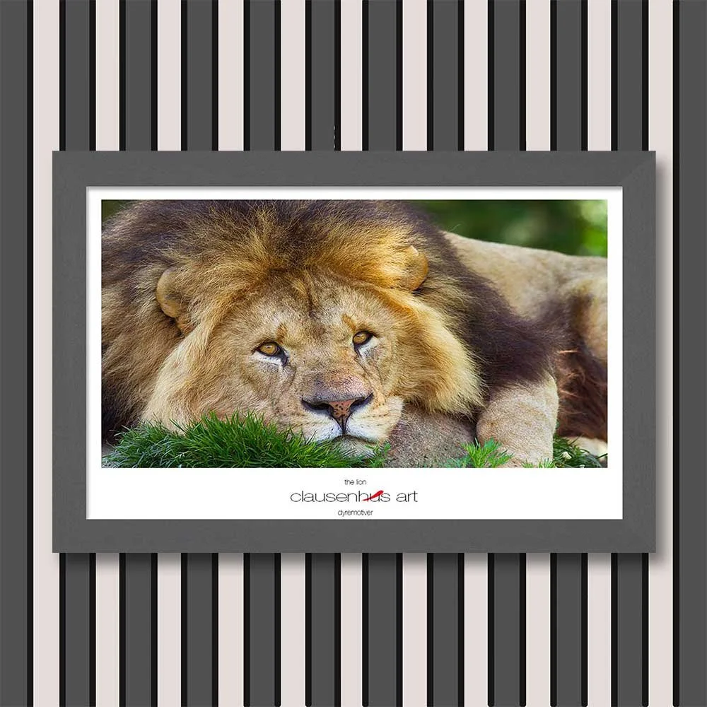 the-lion.jpg
