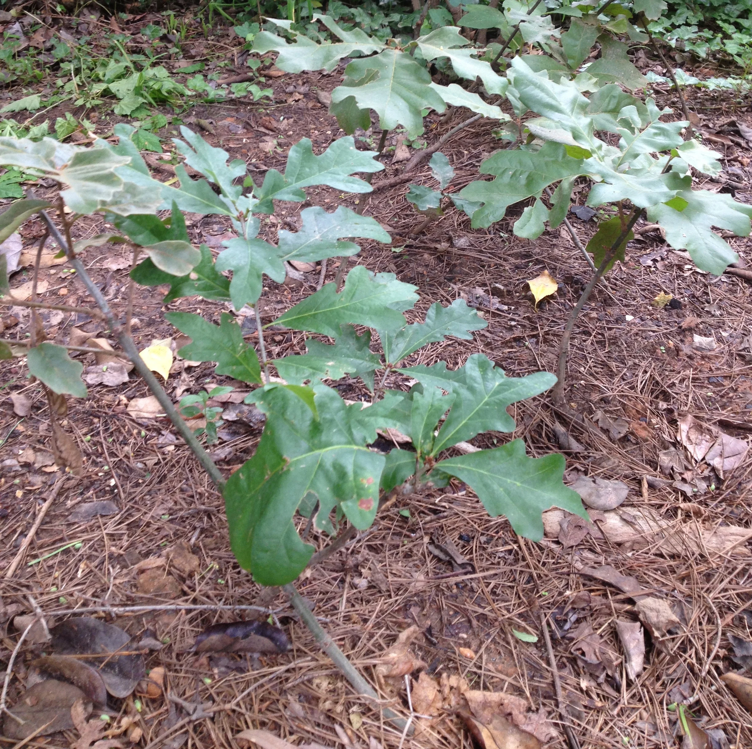 2013 Oak Tree Seedling