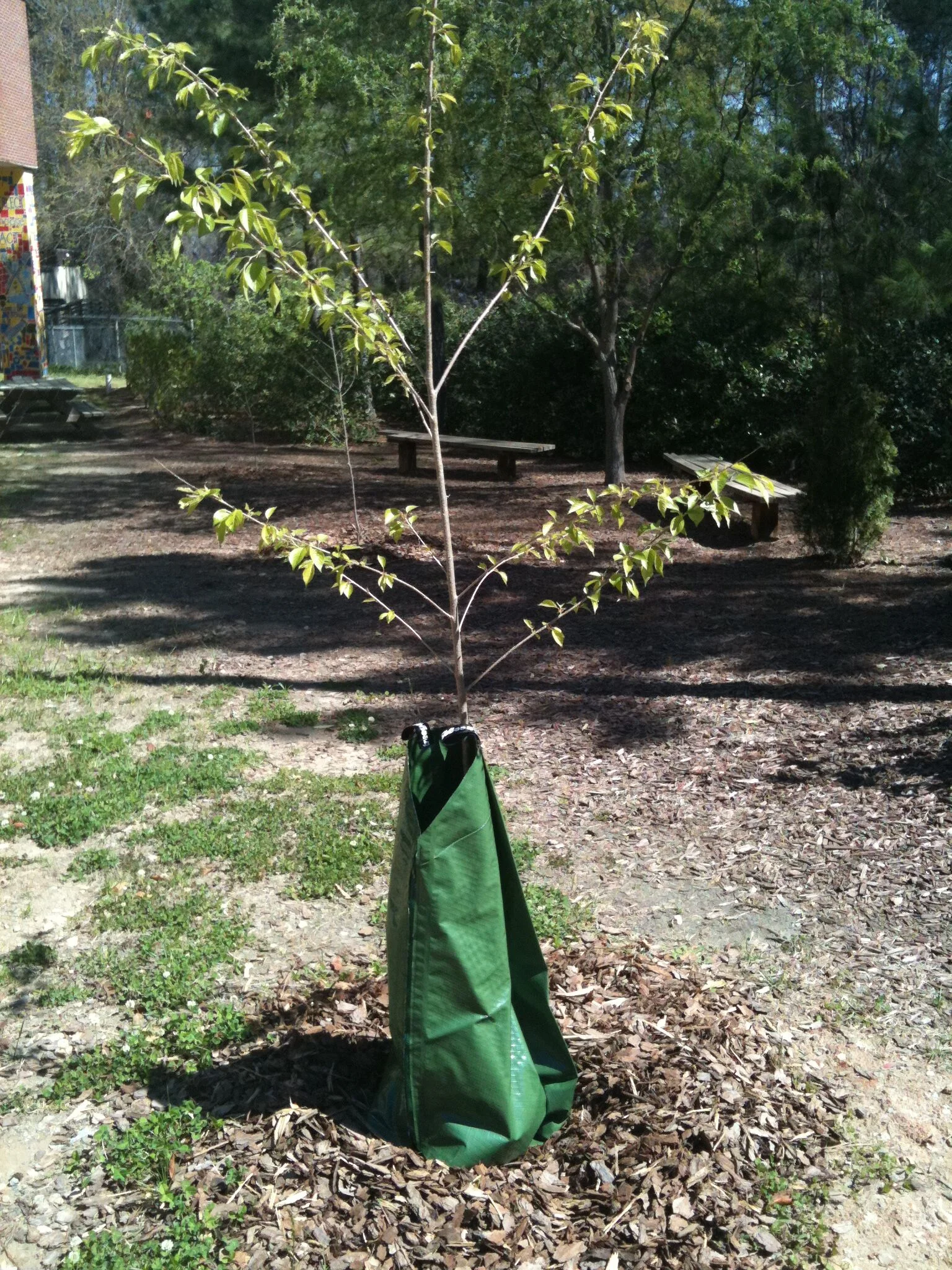 How to Plant a Tree — We Plant it Forward